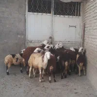 بره نره|حیوانات مزرعه|بروجرد, |دیوار