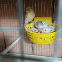 قناری مزایکی قرمز و سیلور و عروس هلندی|پرنده|اردبیل, |دیوار