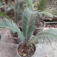 سیکاس پهن برگ درجه1 در سایز مختلف|گل و گیاه طبیعی|قائم‌شهر, |دیوار