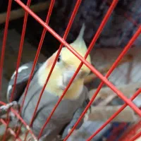 عروس نروماده و۲عددجوجه۱ماهه|پرنده|صومعهسرا, |دیوار