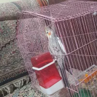 عروس هلندی|پرنده|بم, |دیوار