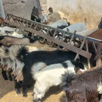 کهر گیسه بز خود بندرعباس با قصابی رایگان|حیوانات مزرعه|بندرعباس, |دیوار