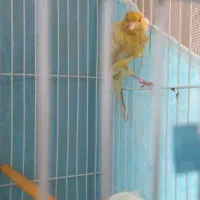 قناری نرمست خون سیلور نقره ای درشت