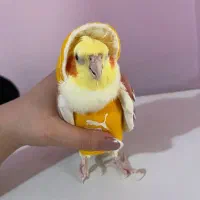 عروس هلندی همه چیز تموم|پرنده|خرمدره, |دیوار