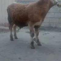 گوساله شالو نره یه جنص ناب درجه یک ۶ماه