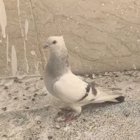 نقره ای یاسوسنی وقره طاووسی|پرنده|قم, مجیدیه|دیوار