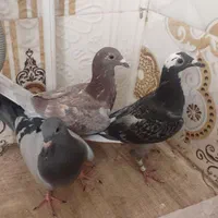 مجسمه ترح کبوتر