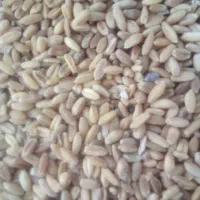 گندم بوجاری