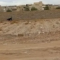 سگ نگهبان هوشیار|سگ|حمیدیا, |دیوار