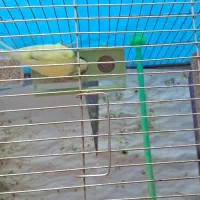 مرغ عشق مولد|پرنده|اصفهان, کوی امام|دیوار