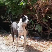 سگ آلابای سرابی عراقی