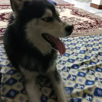 سگ هاسکی لوس و کاملا حرف گوش کن|سگ|رودهن, |دیوار