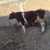 گوساله نر قرمز سیمنتال شرابی گاو