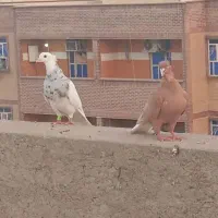 سرگرمی و فراغت ...|پرنده|شوشتر, |دیوار