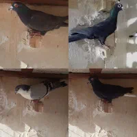 کفتر بوم کرمونی ساده کلاغدم زاغ دم سفید یهودی سبز