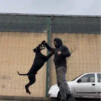 دوبرمن نر اروپایی اورجینال