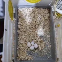 عروس هلندی جفت ماده روی تخم نشسته|پرنده|قزوین, |دیوار