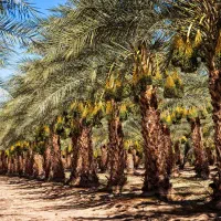انواع درخت نخل ثمری و زینتی|خدمات باغبانی و درختکاری|اصفهان, خواجو|دیوار