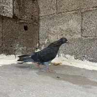 کبوتر جوان|پرنده|رشت, شهرک احمد خمینی|دیوار
