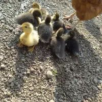 جوجه اردک اصلاحی ،اسراییلی ،روسی یاموسکویی|حیوانات مزرعه|رشت, جماران|دیوار