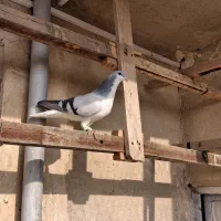 بدرنگ کبود نر