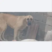 توله سراب و توله قهدیجانی