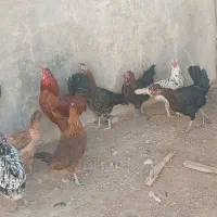 مرغ و خروس محلی|حیوانات مزرعه|بیرم, |دیوار