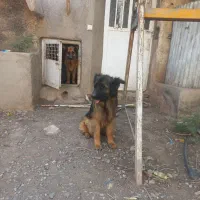 سگ ژرمن ماده