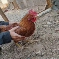 مرغ و خروس|حیوانات مزرعه|تربت جام, رضاآباد|دیوار