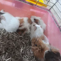 خوکچه هندی|موش و خرگوش|ارومیه, |دیوار