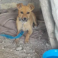 سگ پا کوتاه|سگ|بجنورد, |دیوار