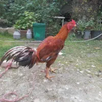 پرنده  خروس لاری|حیوانات مزرعه|سورک, |دیوار