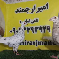 فری|پرنده|بجنورد, |دیوار