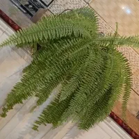 گل سرخسی