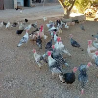 ۳۵ عدد بوقلمون|حیوانات مزرعه|نورآباد, |دیوار