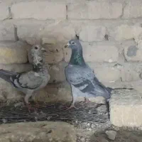 جفت نروماده سوسکی زاد درست تخم جوجه خاطر جمع