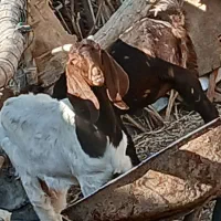 بزکره پاکستانی زایده وابستن|حیوانات مزرعه|رفسنجان, |دیوار