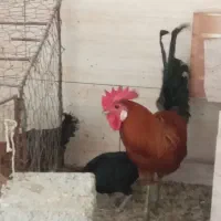 خروس جوان|حیوانات مزرعه|برازجان, |دیوار