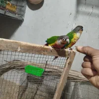 فروش گرینچیک نر