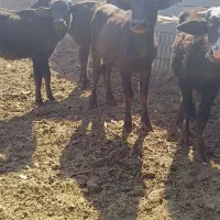 گوساله گاومیش اهوازی گاو|حیوانات مزرعه|شیراز, سعدیه جنوبی|دیوار