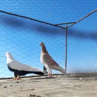 کبوتر|پرنده|اقبالیه, |دیوار