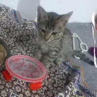 واگذاری رایگان بچه گربه