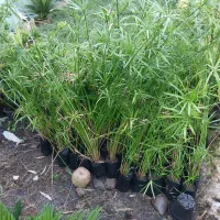 شمشاد طلایی ،پاپیتال گل کاغذی یال اسبی نخل مرداب|خدمات باغبانی و درختکاری|رشت, فلسطین|دیوار
