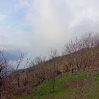 فروش زمین به مساحت ۱۰۰۰متر بامدارک کامل بروز|فروش زمین و ملک کلنگی|تالش, تالش|دیوار