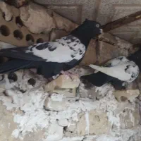 کبوترنقش|پرنده|گلپایگان, |دیوار