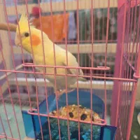 عروس هلندی