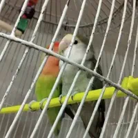 کوتوله برزیلی