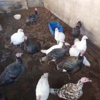 بوقلمون 2.5ساله سنگین وزن با مادههای بالغ تخمگذار|حیوانات مزرعه|سرخنکلاته, |دیوار