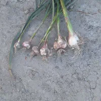 سیرمحلی