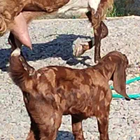 بز کهره نجدی دو کیلو شیر موقعیت جیرفت|حیوانات مزرعه|کرمان, |دیوار